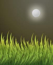 images_065
